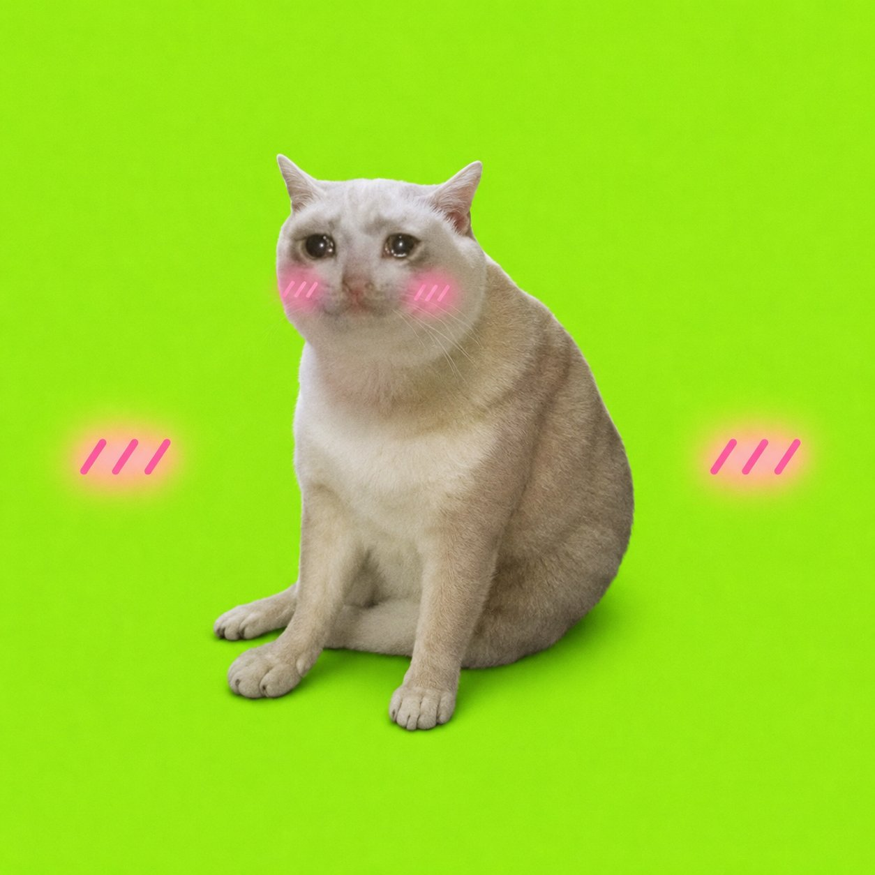 Blushing sad cat $CUTE meme